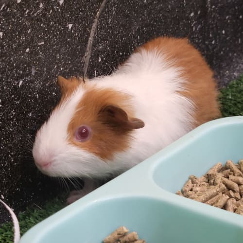 Simon