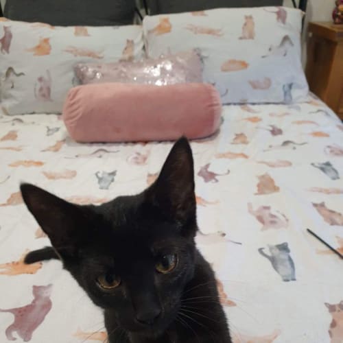 Black Bean ~ Meet @ Petstock Keysborough 12/2/23
