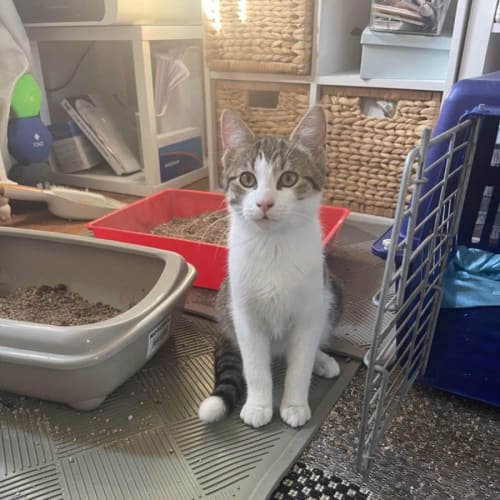 Stripe ~ Meet Me @ Petstock Keysborough 12/2/23