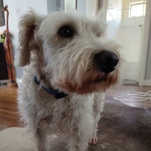 Finn - 4 Year Old Schnauzer (On Trial)