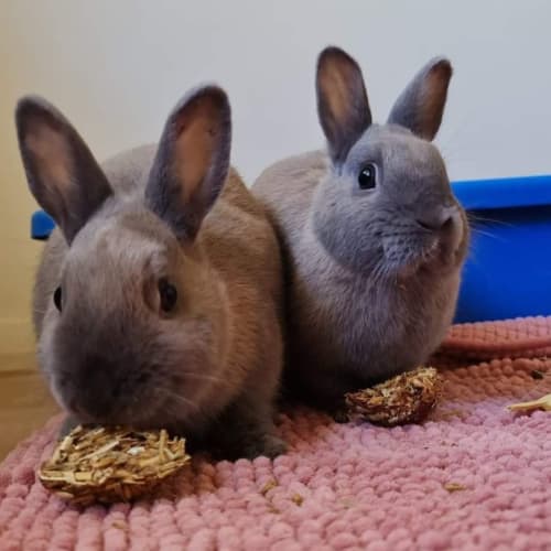🐰Peanut & Cashew🐰 (Located in Werribee South)