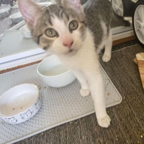 Scratch ~ Adopt me @ Petstock Keysborough 