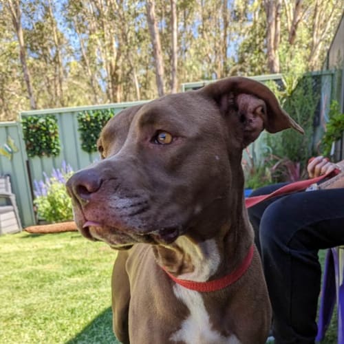 Zada