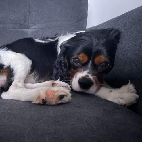 Rocky