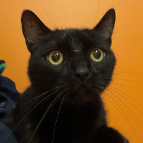 Sid