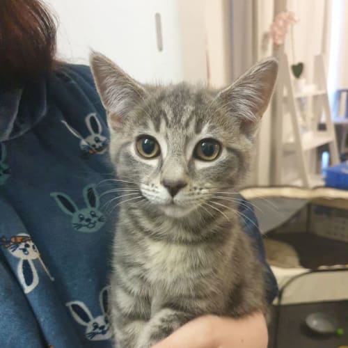 Valentina ~ Meet Me @ Petstock Keysborough 12/2/23