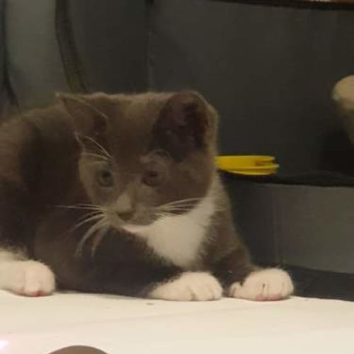 Love 💗 ~ Meet Me @ Petstock Keysborough 12/2/23