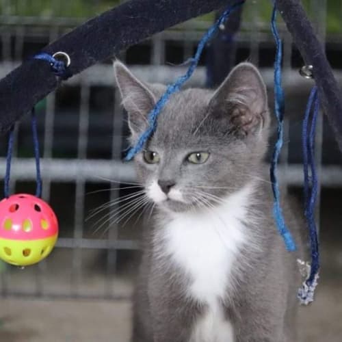 Kevin ~ Adopt me @ Petstock Hastings 