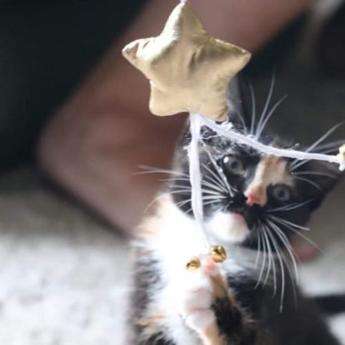 Brick ~ Adopt Me @ Petstock Hastings 