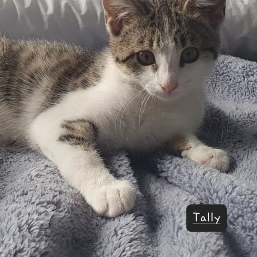 Tally