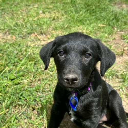 Athena - 14 Week Old Rottweiler X(On Trial)
