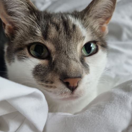 Lily
