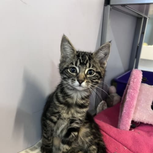 Kit Kat 