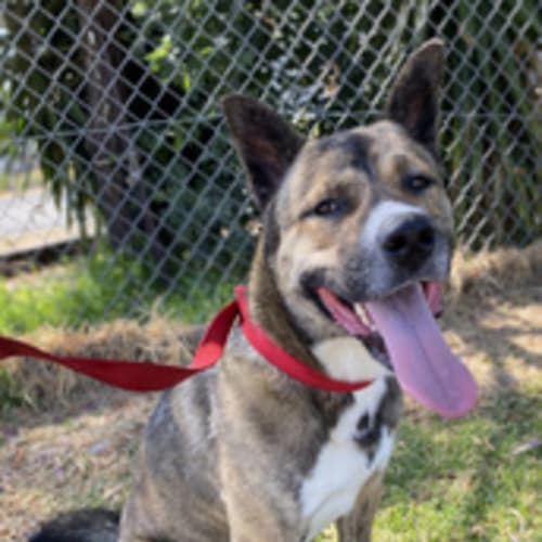 Geelong Animal Welfare Society - PetRescue Geelong Animal Welfare Society - PetRescue