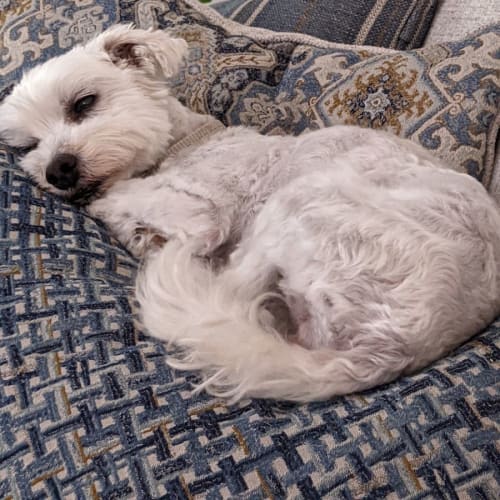 Daisy 
