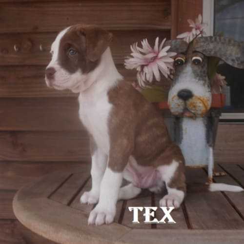 Tex