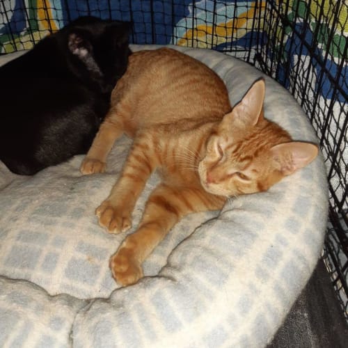 Miti & Cheeto