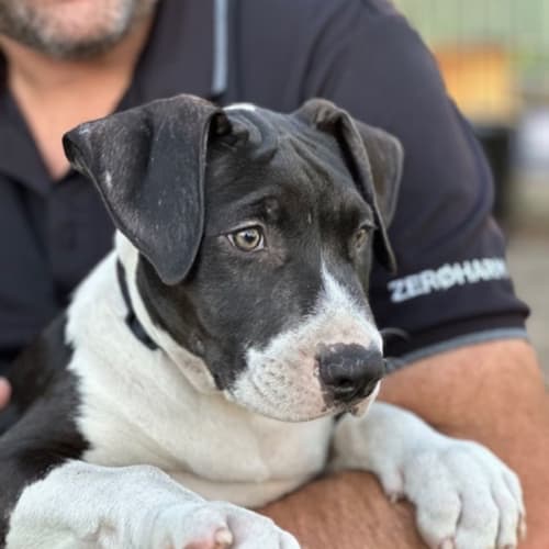 Moo - 14 Week Old Staffy X (On Trial)
