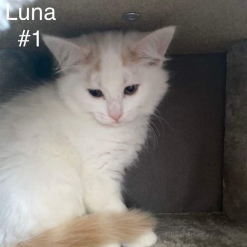 Luna ~ Meet me @ Petstock Keysborough 12/2/23