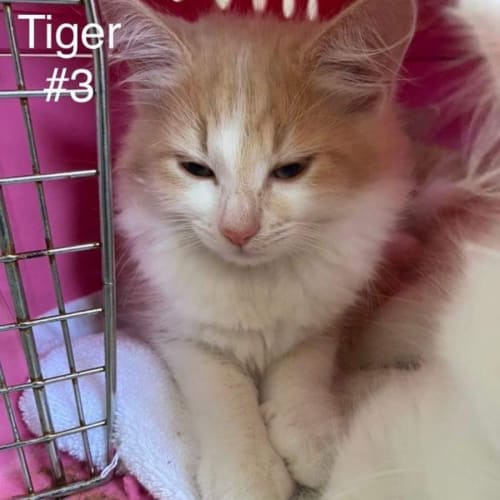 Tiger 🐯 ~ Meet Me @ Petstock Keysborough 12/2/23