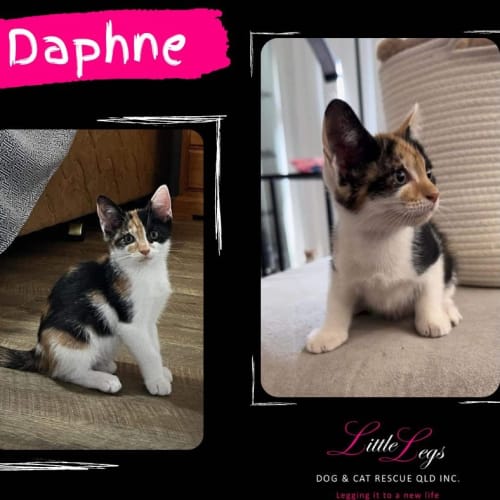 Daphne