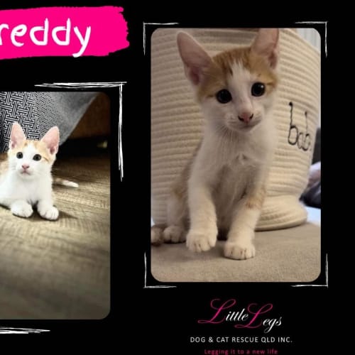 Freddy
