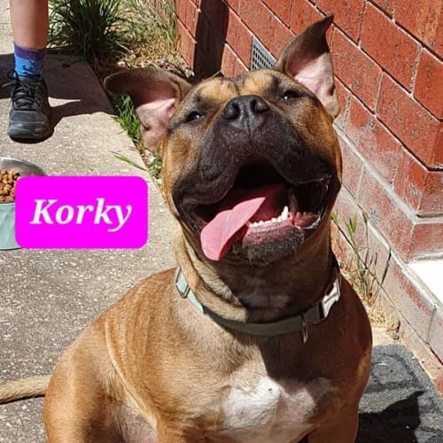 Korky