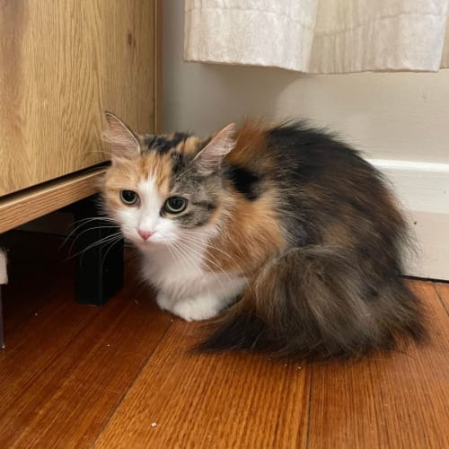 Madeleine