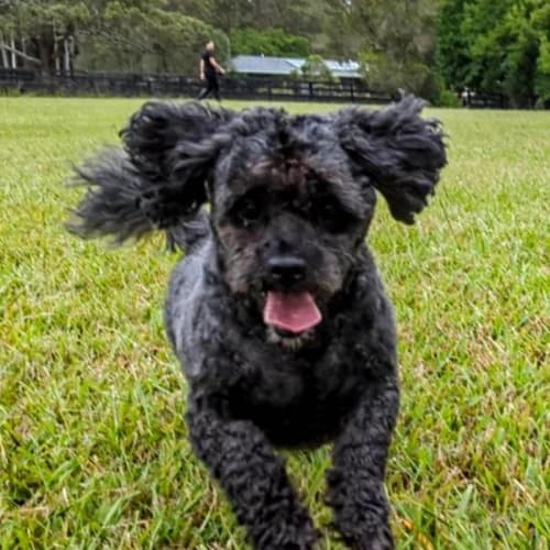 Pepper