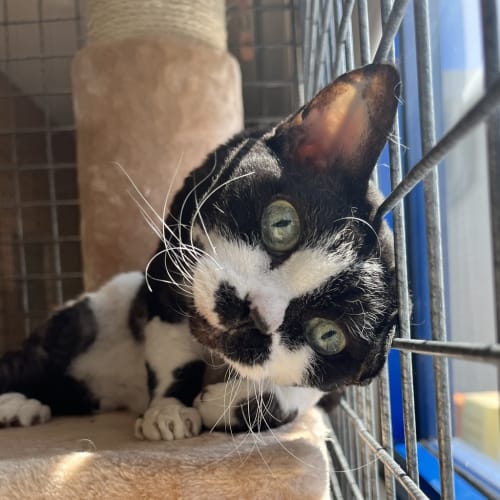 Oreo