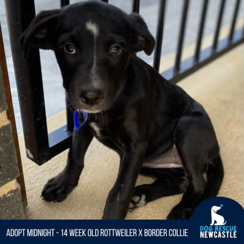 Midnight - 14 Week Old Rottweiler X (On Trial)