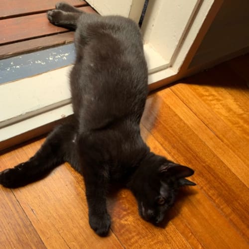 Merlin