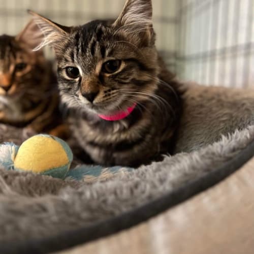 Splodge ~ Adopt me @ Petstock Hastings 19/03/23