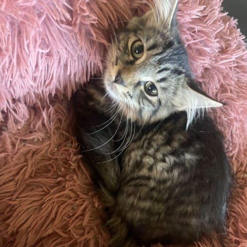 Patches ~ Adopt me @ Petstock Hastings 19/03/23