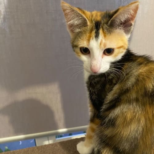 Vamp ~ Adopt me @ Petstock Chelsea 19/03/23
