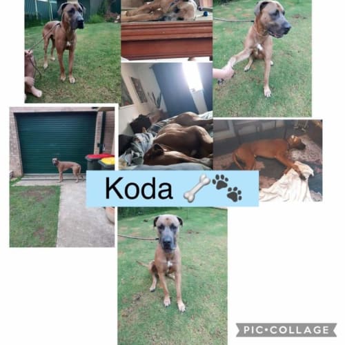 No photo for Koda 