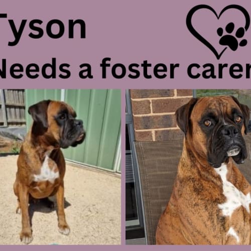 Tyson