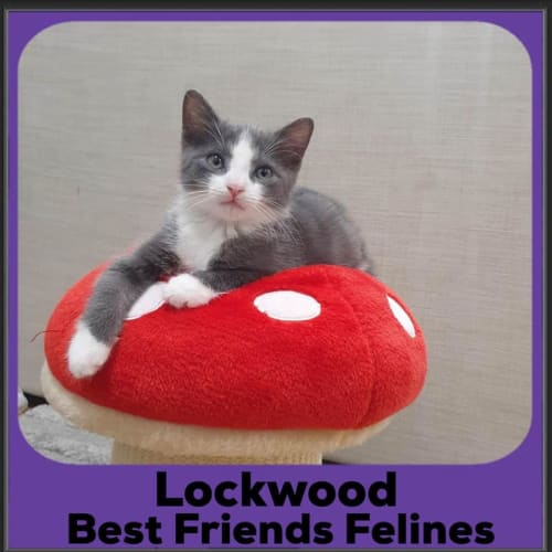 Lockwood 
