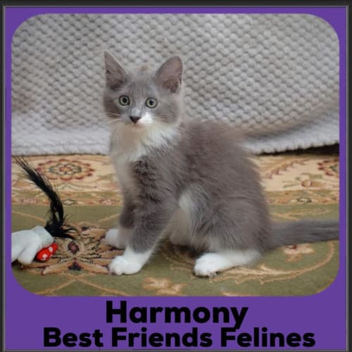 Harmony 
