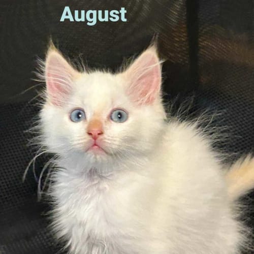 August