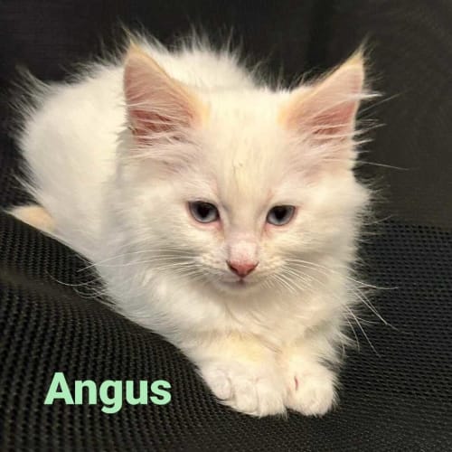 Angus