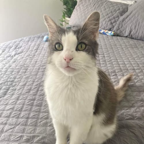 Pat