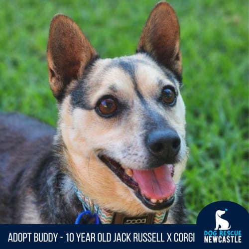 Buddy - 10 Year Old Jack Russell X (On Trial)