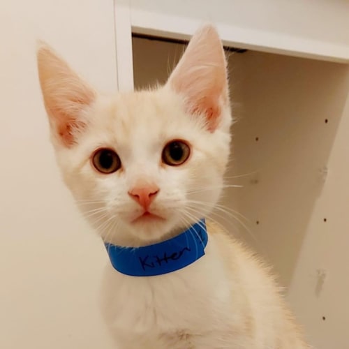 Cupid ~ Adopt me @ Petstock Hastings 