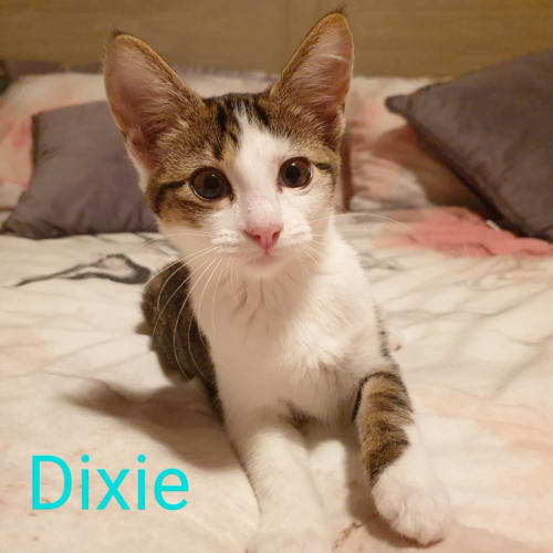 Dixie