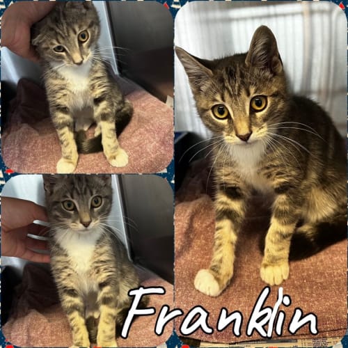 Franklin