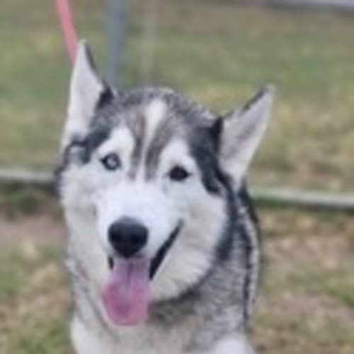 Geelong Animal Welfare Society - PetRescue Geelong Animal Welfare Society - PetRescue