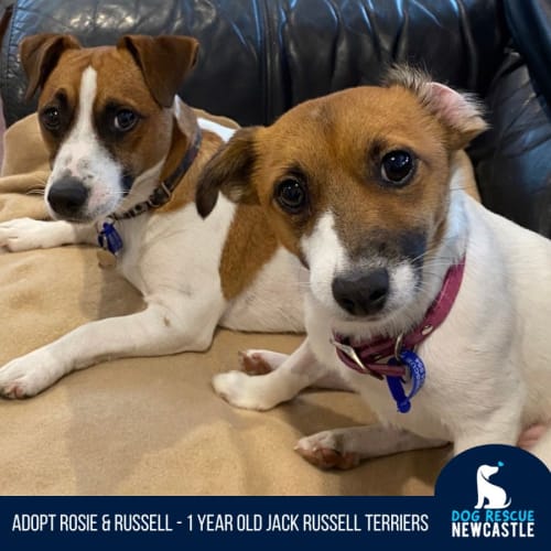 Rosie & Russell - 1 Year Jack Russell (On Trial)