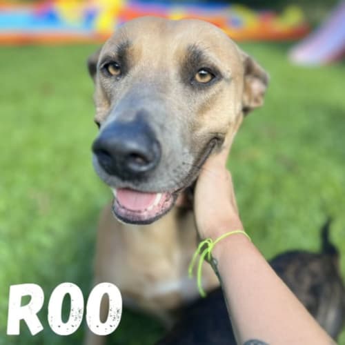 ROO