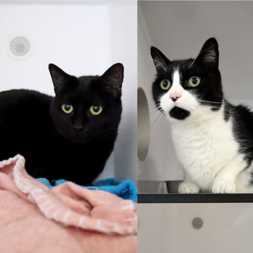 George & Mavis - Permanent Foster Home